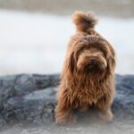 havanese dog, animal, canine, dog, havanese bichon valor, pet, chocolate color, little dog, companion dog, doggie