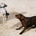 How to Boost Your Dog's Confidence in Mississauga