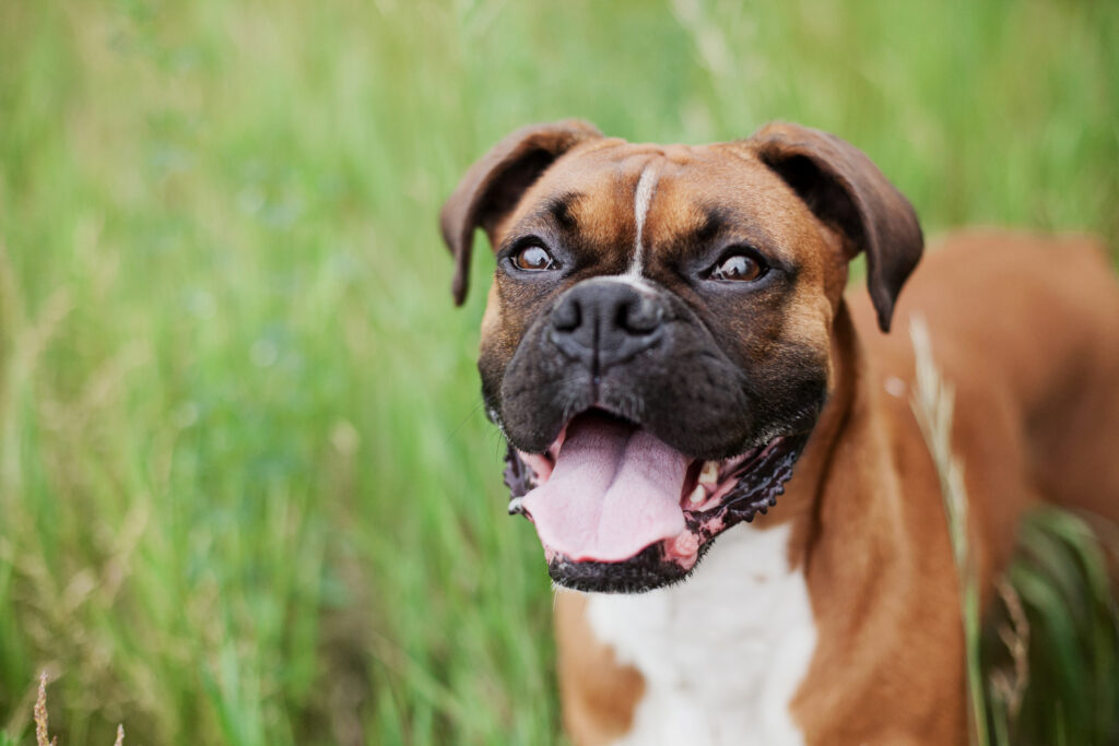 Dog Breeds for Ottawa Detached Living