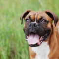 Dog Breeds for Ottawa Detached Living
