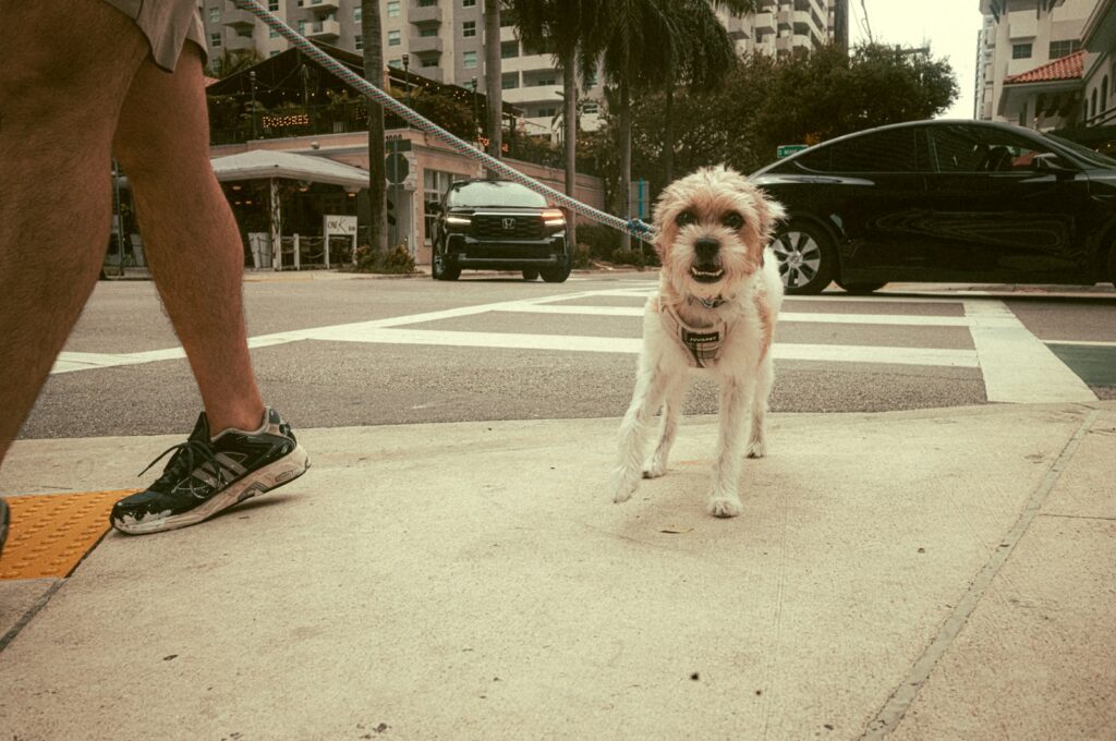 How to Boost Your Dog's Confidence in Calgary