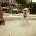 How to Boost Your Dog's Confidence in Calgary