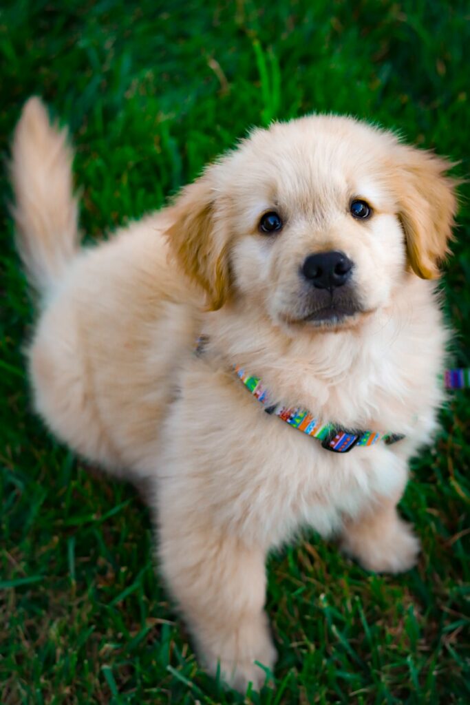 Welcoming Your New Best Friend in Brampton