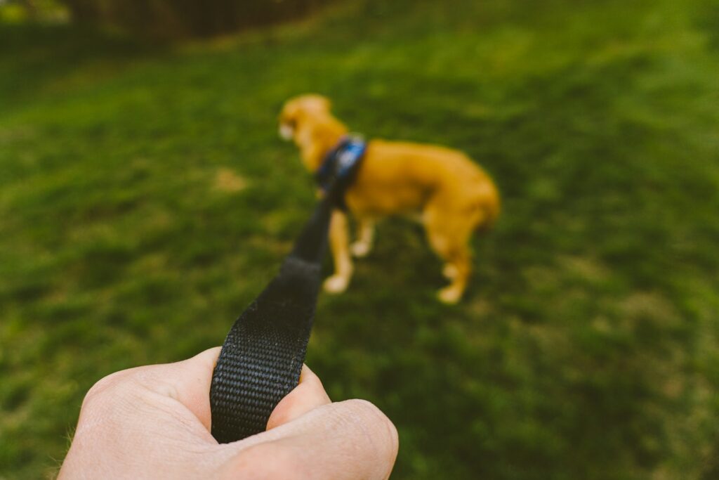 Teaching Your Dog the Loose-Leash