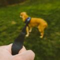 Teaching Your Dog the Loose-Leash