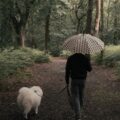 Crafting the Perfect Daily Routine for Your Vancouver Dog