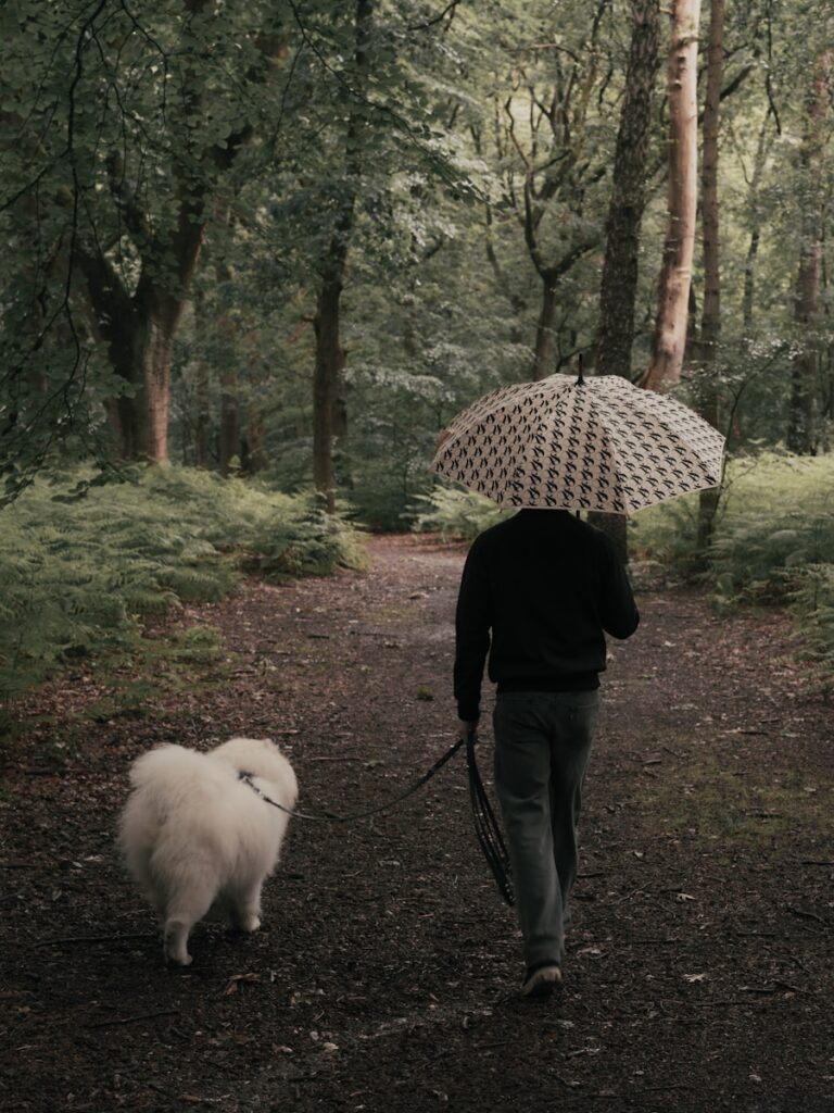 Crafting the Perfect Daily Routine for Your Vancouver Dog