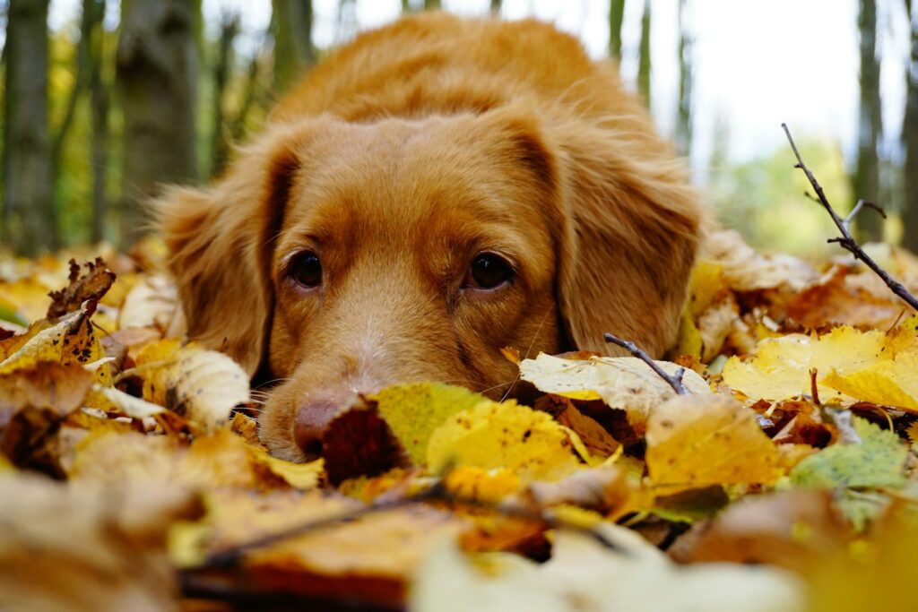 Understanding and Managing Fall Allergies in Brampton