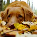 Understanding and Managing Fall Allergies in Brampton