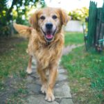 Senior Dog Adoption in Montreal