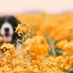Understanding and Managing Your Dog's Fall Allergies in Hamilton
