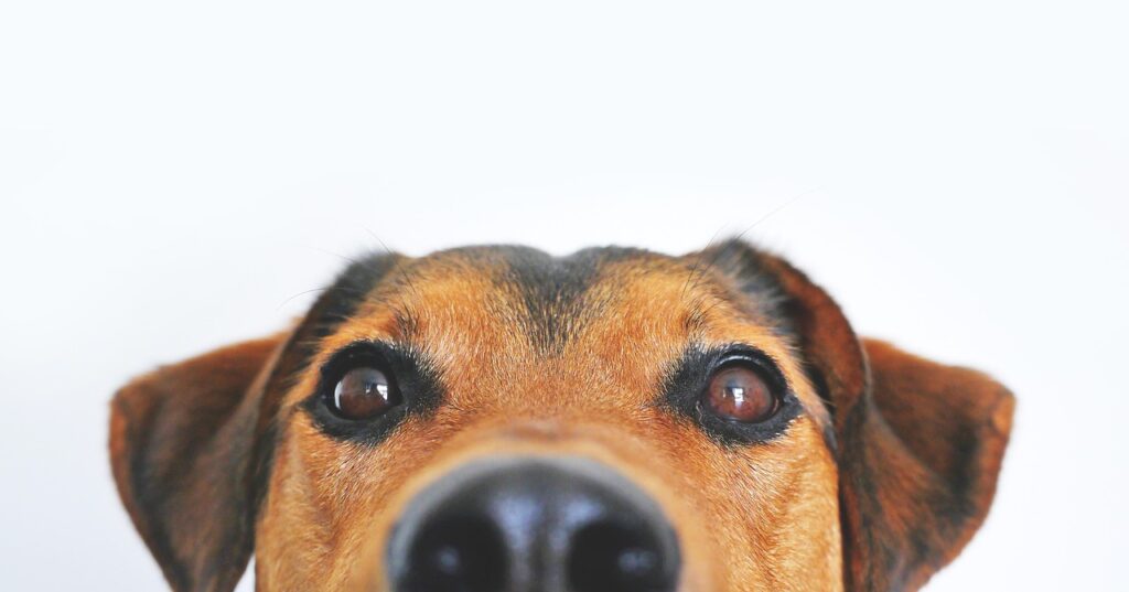 Dog of the Day #5: cute dog face