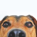 Dog of the Day #5: cute dog face