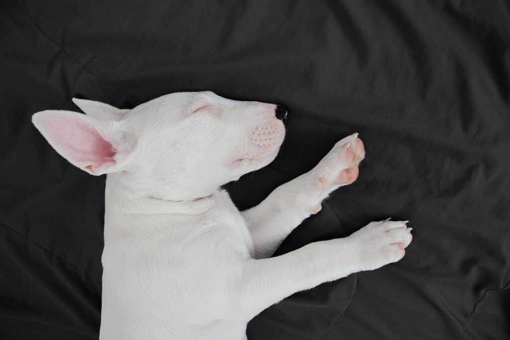 Dog of the Day #2: Sleeping Puppy