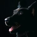 Dog of the Day #4: Adorable Dog