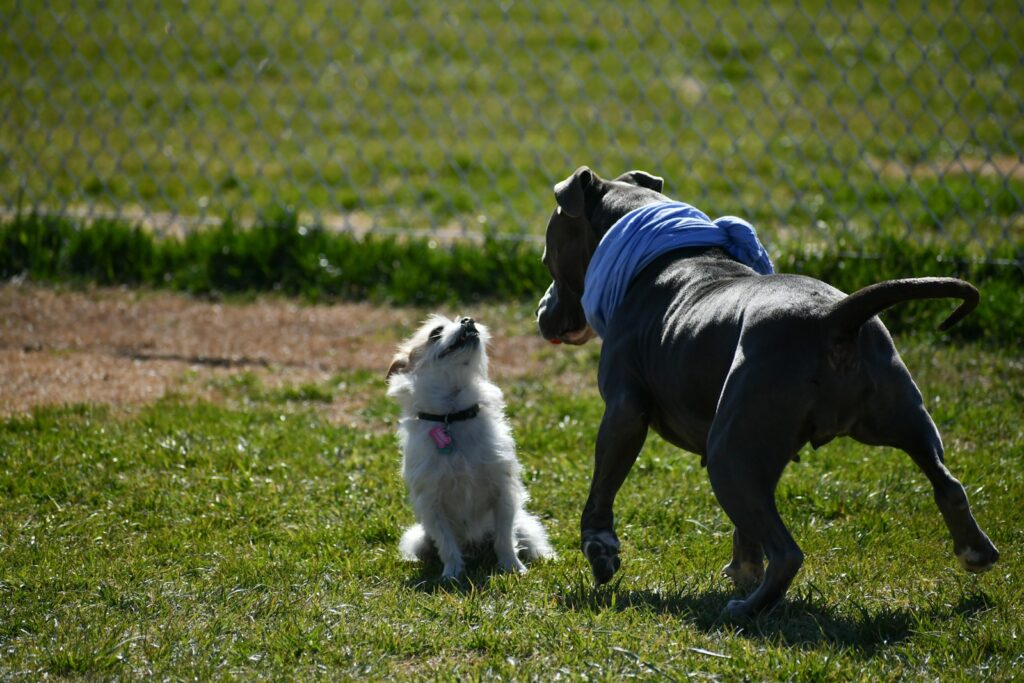 Calgary’s Off‑Leash Dog Parks