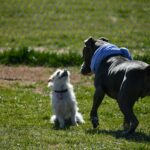 Calgary’s Off‑Leash Dog Parks