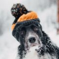 Winter Safety Tips for Dogs in Winnipeg