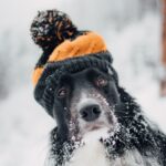 Winter Safety Tips for Dogs in Winnipeg