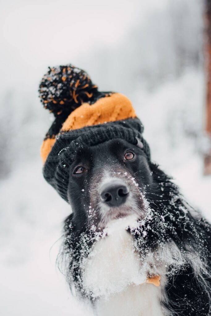 Winter Safety Tips for Dogs in Winnipeg
