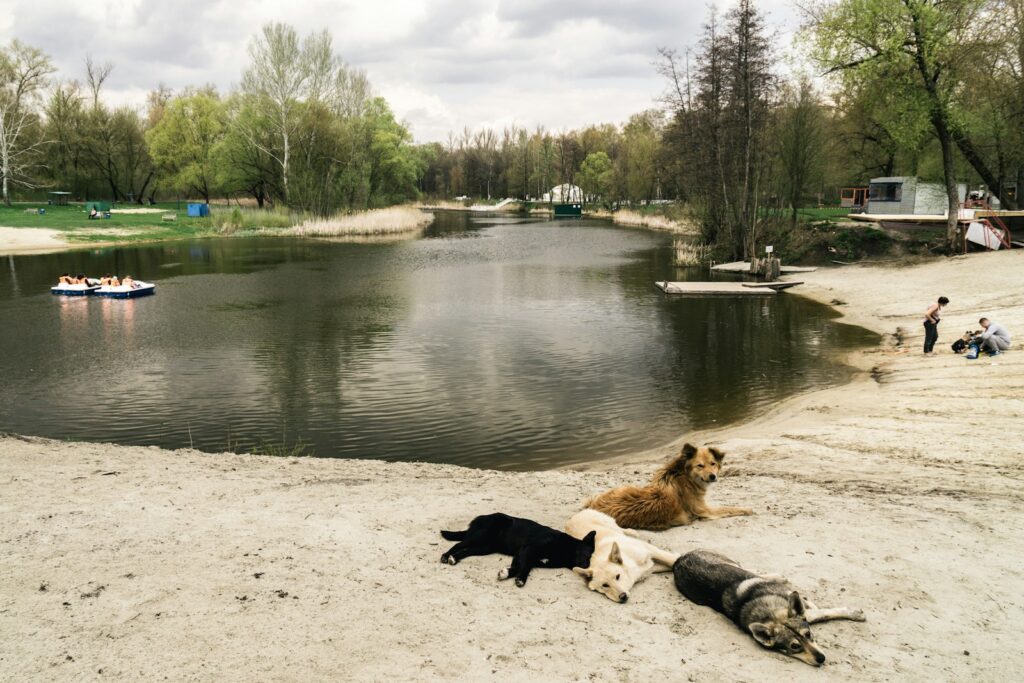 Featured Dog Parks in Ottawa