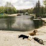 Featured Dog Parks in Ottawa