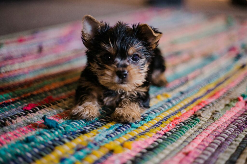 Your Guide to Puppy Adoption in Winnipeg