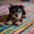 Your Guide to Puppy Adoption in Winnipeg