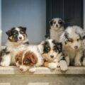 Choosing a Reputable Breeder or Rescue in Ottawa