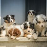Choosing a Reputable Breeder or Rescue in Ottawa