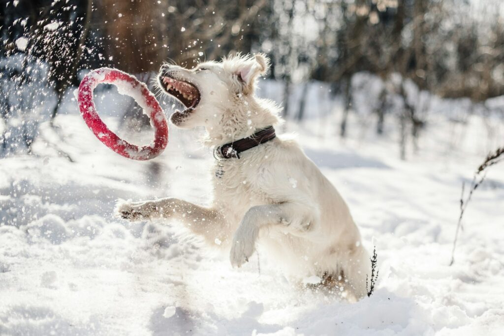 Winter Safety Tips for Dogs in Calgary