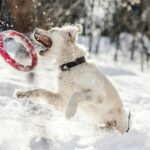 Winter Safety Tips for Dogs in Calgary
