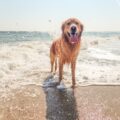 golden retriever on beach shore during daytime