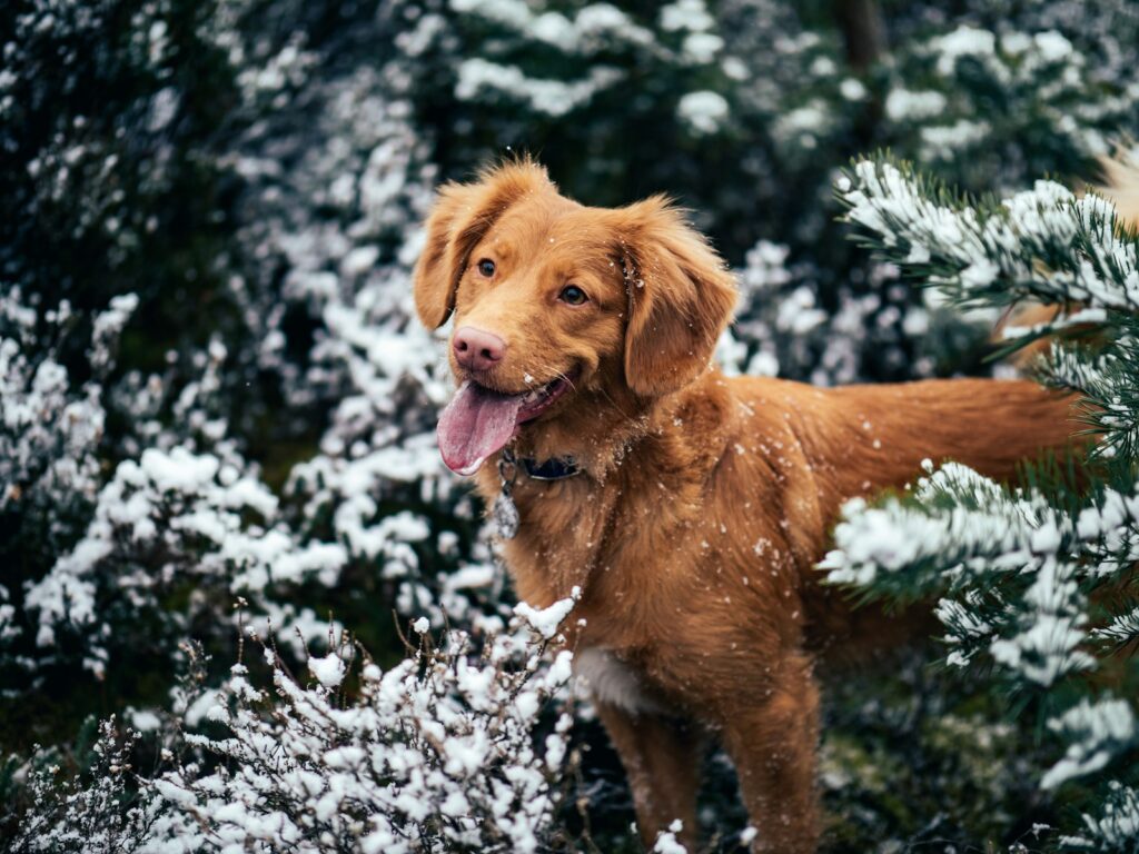 Keeping Your Edmonton Dog Safe Through Winter