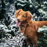 Keeping Your Edmonton Dog Safe Through Winter