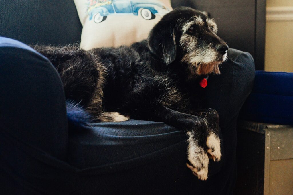Adopting a Senior Dog in Toronto: A Heartwarming Choice