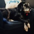Adopting a Senior Dog in Toronto: A Heartwarming Choice
