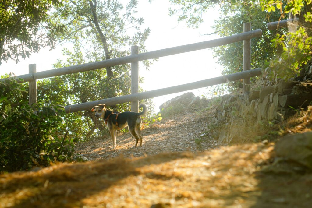 Calgary’s Best Walking Trails