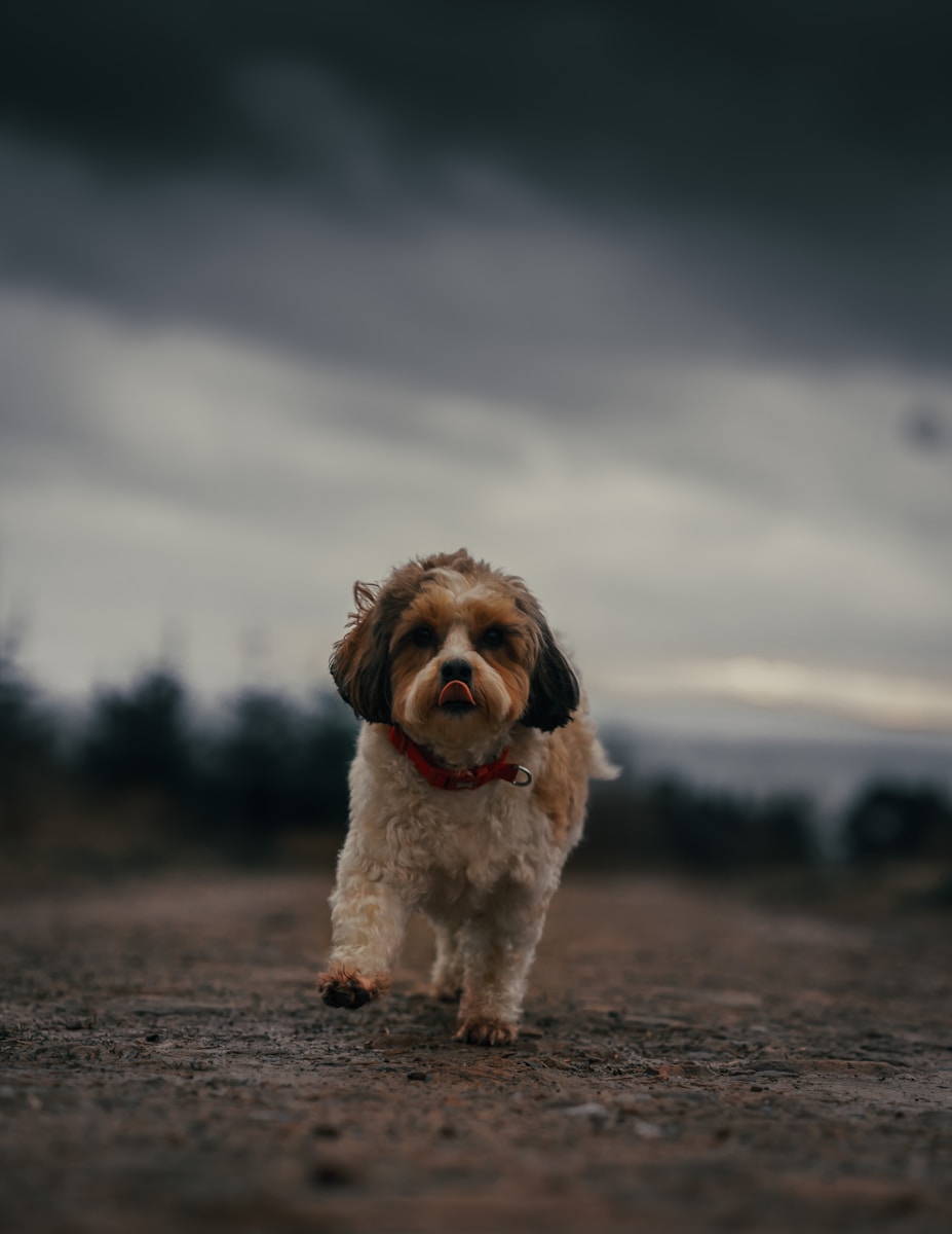 Finding Your Perfect Match: Dog Breeds Suited for Life in Hamilton ...