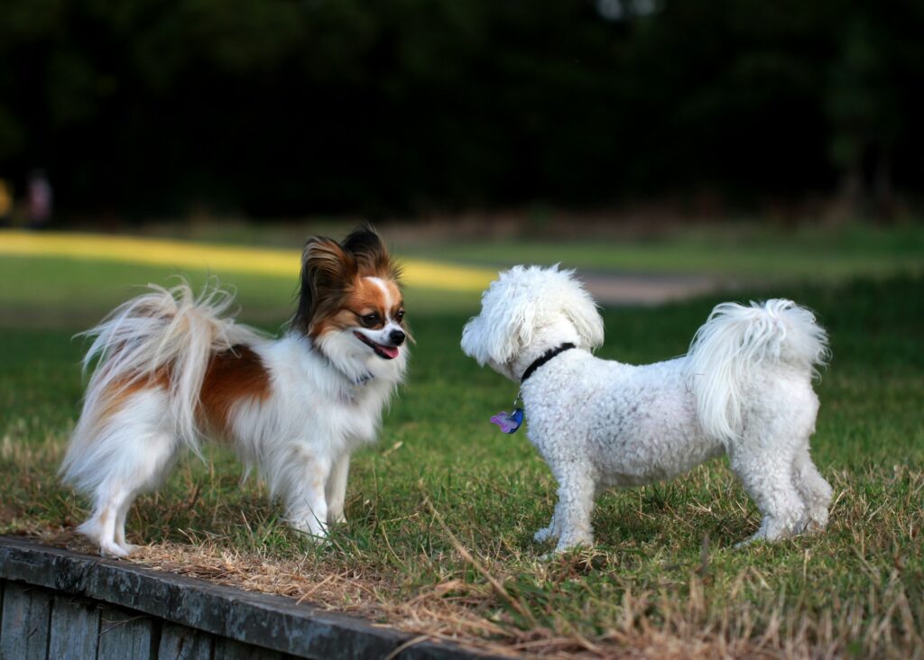 Featured Dog Parks in Montréal
