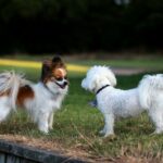 Featured Dog Parks in Montréal