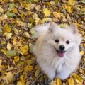 Understanding and Managing Your Dog's Fall Allergies in Vancouver