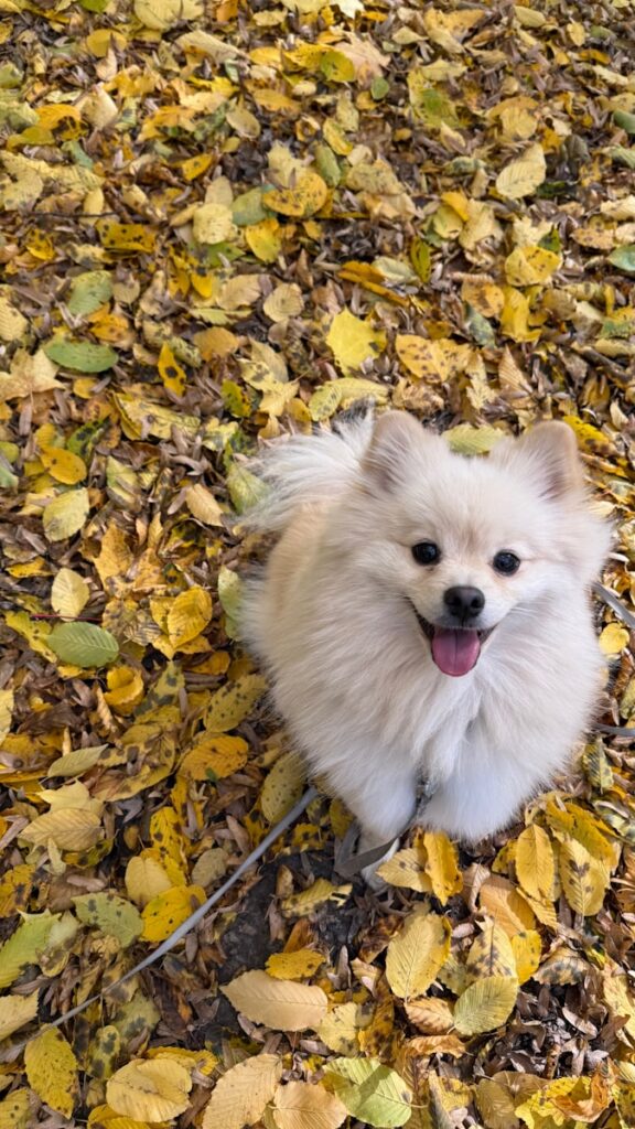 Understanding and Managing Your Dog's Fall Allergies in Vancouver