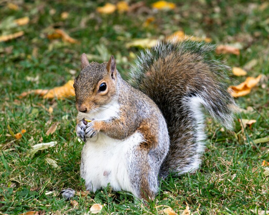 Stop That Squirrel Chase