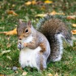 Stop That Squirrel Chase