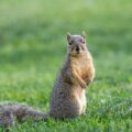 Stop Your Dog from Chasing Squirrels in Hamilton