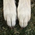 Early Detection of Arthritis in Your Ottawa Dog