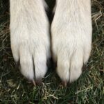 Early Detection of Arthritis in Your Ottawa Dog