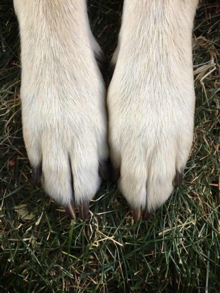 Early Detection of Arthritis in Your Ottawa Dog