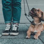 brown short coated dog wearing blue denim jeans and black and white converse all star high